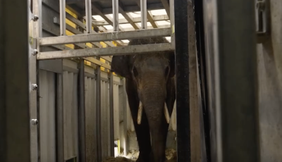 Elj&ouml;tt a b&uacute;cs&uacute; ideje: Rotterdamba k&ouml;lt&ouml;z&ouml;tt Nuka, a Veszpr&eacute;mi &Aacute;llatkert elef&aacute;ntja