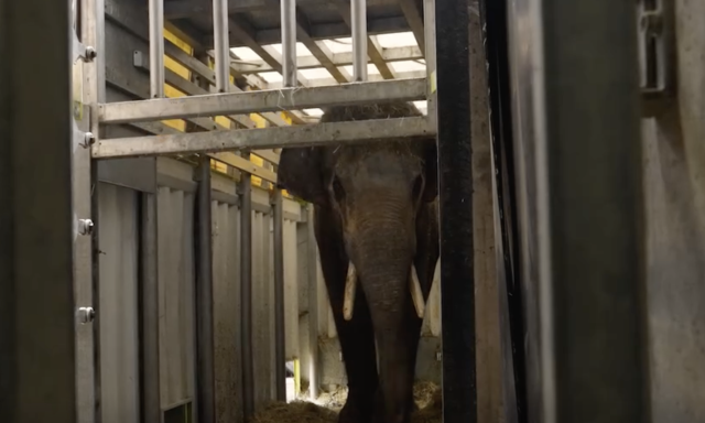 Elj&ouml;tt a b&uacute;cs&uacute; ideje: Rotterdamba k&ouml;lt&ouml;z&ouml;tt Nuka, a Veszpr&eacute;mi &Aacute;llatkert elef&aacute;ntja