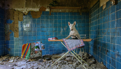 Urbex &uacute;j szinten - Főszerepben Charlie, a bullterrier