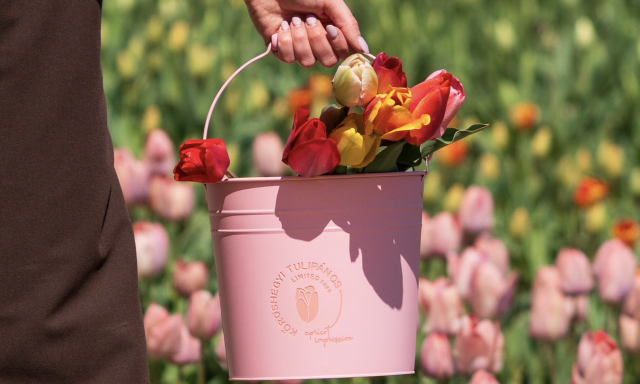 A h&eacute;tv&eacute;gi cudar időj&aacute;r&aacute;s miatt tol&oacute;dik a Tulip&aacute;nsz&uuml;ret a Kőr&ouml;shegyi Levendul&aacute;sban