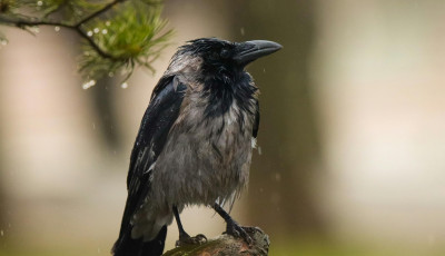 Kicsi lehűl&eacute;s j&ouml;n, z&aacute;porra is sz&aacute;m&iacute;thatunk