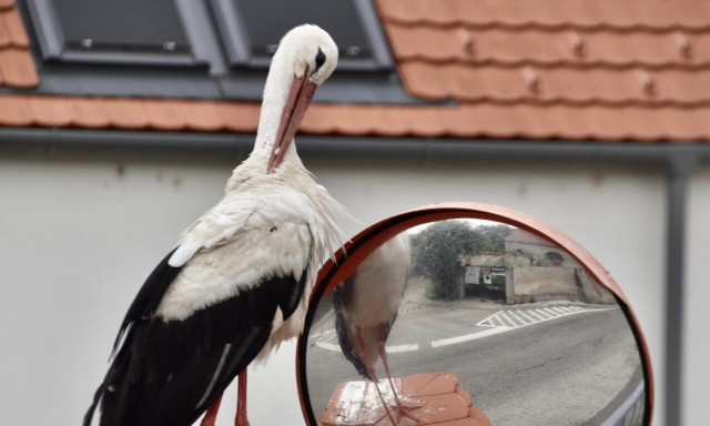 Gy&ouml;ny&ouml;rű k&eacute;peket lőttek G&eacute;z&aacute;r&oacute;l, a veszpr&eacute;miek kedvenc g&oacute;ly&aacute;j&aacute;r&oacute;l