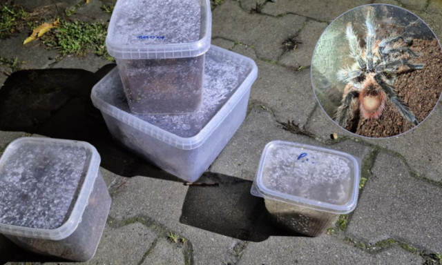 Mad&aacute;rp&oacute;kok a kuk&aacute;ban - Horrorfilmbe illő meglepet&eacute;s &eacute;rte a krakk&oacute;i utcaseprőt