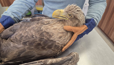 S&uacute;lyosan s&eacute;r&uuml;lt r&eacute;tisast tal&aacute;ltak a Balaton-felvid&eacute;ken