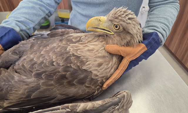 S&uacute;lyosan s&eacute;r&uuml;lt r&eacute;tisast tal&aacute;ltak a Balaton-felvid&eacute;ken