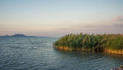 Markol&oacute;val irtottak ki egy v&eacute;dett n&aacute;dast a Balatonn&aacute;l - Rendőrs&eacute;gi nyomoz&aacute;s indult