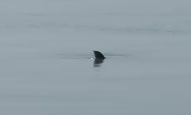 C&aacute;p&aacute;nak is elmenne - 50 kil&oacute;s &oacute;ri&aacute;s &uacute;szott Balatonkenes&eacute;n&eacute;l - VIDE&Oacute;