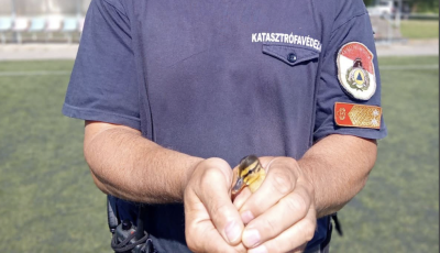 Kiskacsa szaladt be a focip&aacute;ly&aacute;ra Szentesen - A tűzolt&oacute;k siettek a seg&iacute;ts&eacute;g&eacute;re