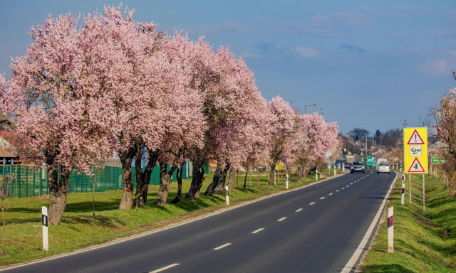 R&oacute;zsasz&iacute;nbe borult a Balaton-felvid&eacute;k: vir&aacute;gzanak a mandulaf&aacute;k Balatongy&ouml;r&ouml;kn&eacute;l