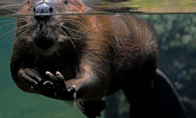 H&oacute;d k&ouml;lt&ouml;z&ouml;tt egy s&aacute;skai mell&eacute;k&eacute;p&uuml;letbe - K&uuml;l&ouml;n&ouml;s ment&eacute;s Veszpr&eacute;m v&aacute;rmegy&eacute;ben - VIDE&Oacute;