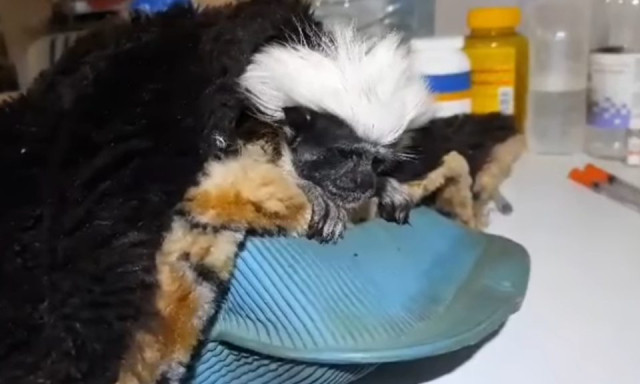 Megfagynak &eacute;s &eacute;hen halnak a kijevi &aacute;llatkert lak&oacute;i