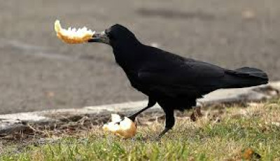 Varj&uacute;inv&aacute;zi&oacute; a balatoni v&aacute;rosban - milli&oacute;k rep&uuml;lnek el, a madarak maradnak