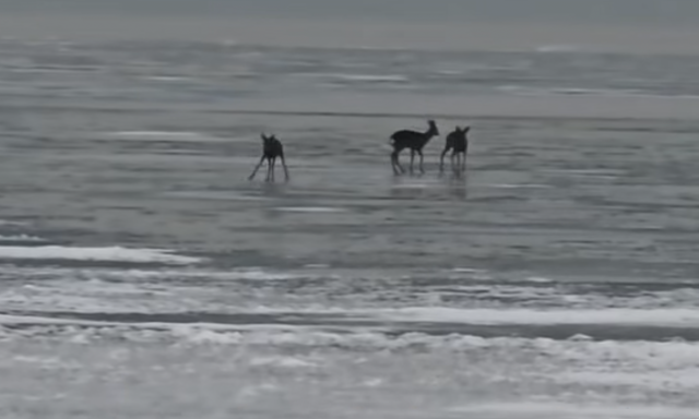 Őzek mer&eacute;szkedtek a Balaton jeg&eacute;re