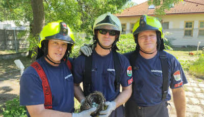 Napi cuki: Veszpr&eacute;mi tűzolt&oacute;k mentettek meg egy &ouml;t toj&aacute;sos rig&oacute;f&eacute;szket