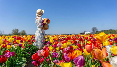 Id&eacute;n is csod&aacute;s tulip&aacute;nkertt&eacute; v&aacute;ltozott Hollandia-Gal&eacute;ria