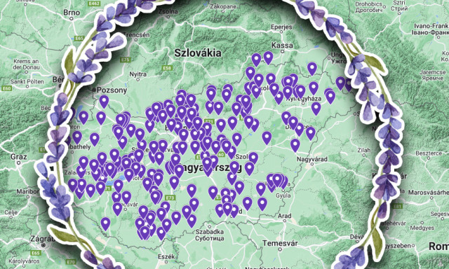 T&eacute;rk&eacute;pre tett&eacute;k az &ouml;sszes szedd magad levendulaf&ouml;ldet