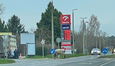 Termetes bika szabadult el Balatonakaratty&aacute;n-&Oacute;ri&aacute;si volt a riadalom