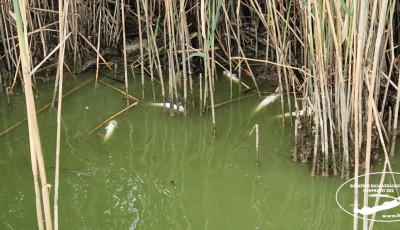 Egy tonna s&uuml;llő pusztult el a Balatonn&aacute;l az asz&aacute;ly miatt