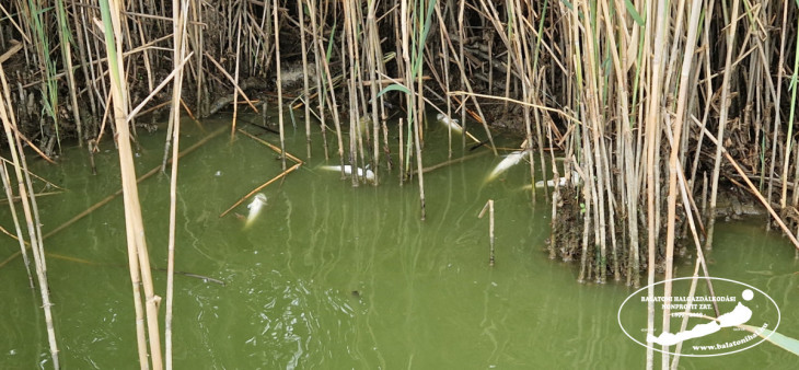 Egy tonna süllő pusztult el a Balatonnál az aszály miatt