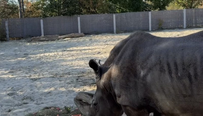 49 &eacute;ves lett Pablo, a Veszpr&eacute;mi &Aacute;llatkert sz&eacute;lessz&aacute;j&uacute; orrszarv&uacute;ja