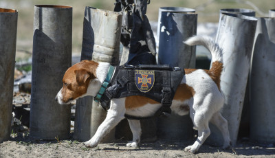 Zelenkszkij kit&uuml;ntette Patront, a h&aacute;bor&uacute;ban akn&aacute;kat kiszagol&oacute; Jack Russel terriert