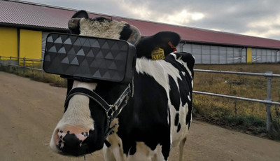 Ez bej&ouml;tt - VR-szem&uuml;veggel var&aacute;zsolt&aacute;k a teheneket z&ouml;ld mezőkre, h&aacute;tha &uacute;gy t&ouml;bb tejet adnak