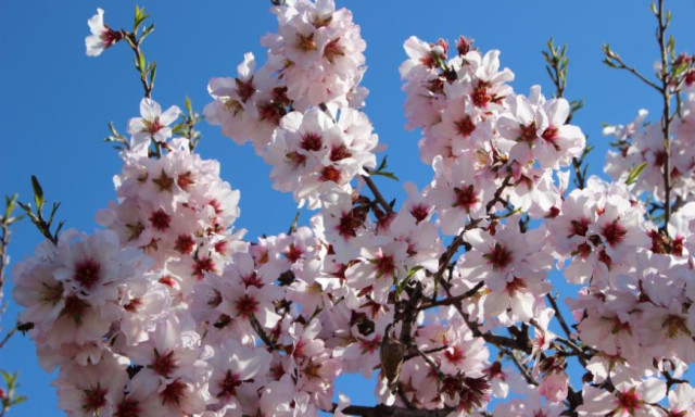 Mandulavir&aacute;g &eacute;s bor &uuml;nnepe is lesz h&eacute;tv&eacute;g&eacute;n Balatonakaliban