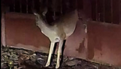 Bambiment&eacute;s Balatonkenes&eacute;n - Ker&iacute;t&eacute;sb&oacute;l szabad&iacute;tottak ki egy őzet