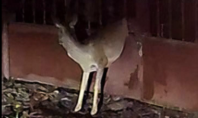 Bambiment&eacute;s Balatonkenes&eacute;n - Ker&iacute;t&eacute;sb&oacute;l szabad&iacute;tottak ki egy őzet