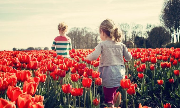Közel félmillió tulipán vár – Hamarosan indul a Kőröshegyi Tulipánszüret