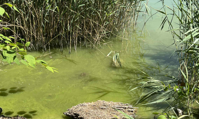 Megjelentek a fonalas cianobakt&eacute;riumok a Balatonban