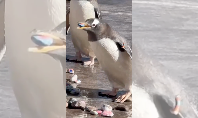 Festett kavicsokkal seg&iacute;tik a k&oacute;rh&aacute;zban &aacute;polt gyerekek a pingvinek p&aacute;rkeres&eacute;s&eacute;t Sk&oacute;ci&aacute;ban