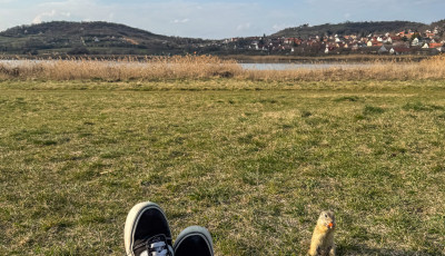 Tihanyb&oacute;l k&ouml;lt&ouml;ztettek el t&ouml;bb mint sz&aacute;z &uuml;rg&eacute;t a faj megment&eacute;se &eacute;rdek&eacute;ben