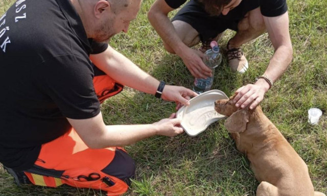 A mentők senkit sem hagynak mag&aacute;ra - Bajbaker&uuml;lt kuty&aacute;t mentettek a Balatonn&aacute;l