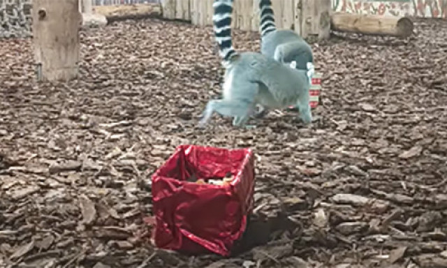 &Uuml;nnepi hangulat k&ouml;lt&ouml;z&ouml;tt a Veszpr&eacute;mi &Aacute;llatkertbe - VIDE&Oacute;