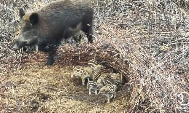 Harminc apr&oacute;s&aacute;g a Balaton partj&aacute;n: n&eacute;pes vadmalac-csapatot vide&oacute;ztak a Berekben