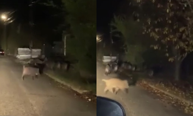 Na ilyet sem l&aacute;tni mindennap - Csapatban band&aacute;znak a vaddiszn&oacute;k Alm&aacute;diban &ndash; VIDE&Oacute;
