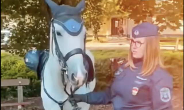 Nyugd&iacute;jba vonult Kaszin&oacute;, a Veszpr&eacute;m v&aacute;rmegyei rendőrs&eacute;g szolg&aacute;lati lova