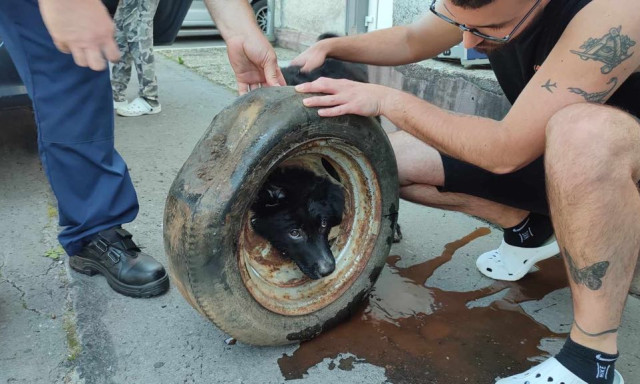 Kutyaszor&iacute;t&oacute;ba ker&uuml;lt egy eb a h&eacute;tv&eacute;g&eacute;n Zal&aacute;ban