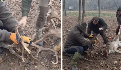 D&aacute;mbik&aacute;kat mentettek a L&aacute;bodi Vad&aacute;szerd&eacute;szet hivat&aacute;sos vad&aacute;szai - VIDE&Oacute;