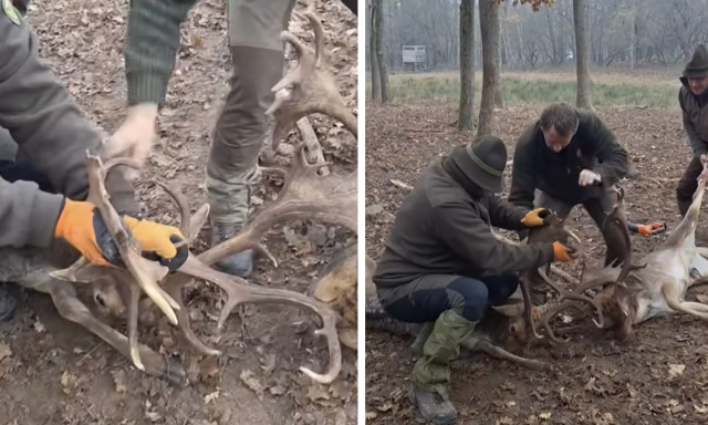 D&aacute;mbik&aacute;kat mentettek a L&aacute;bodi Vad&aacute;szerd&eacute;szet hivat&aacute;sos vad&aacute;szai - VIDE&Oacute;