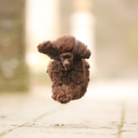 I believe I can fly