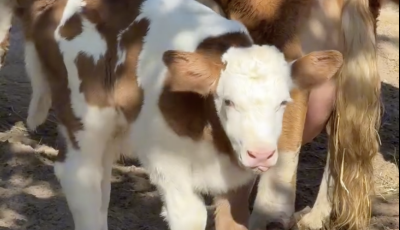 Cuki &uacute;jsz&uuml;l&ouml;ttel bőv&uuml;lt a Veszpr&eacute;mi &Aacute;llatkert - VIDE&Oacute;