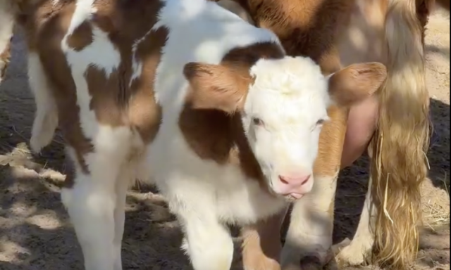 Cuki &uacute;jsz&uuml;l&ouml;ttel bőv&uuml;lt a Veszpr&eacute;mi &Aacute;llatkert - VIDE&Oacute;