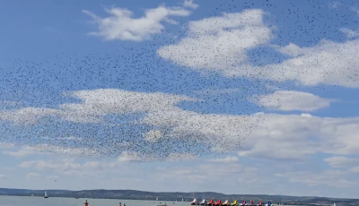 Mad&aacute;rfelhők hull&aacute;moznak - Sereg&eacute;lyek ezrei t&aacute;ncolnak a Balaton felett - VIDE&Oacute;