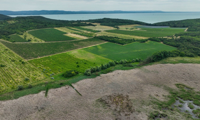 Egyre durv&aacute;bban pusztul a n&aacute;das a Balatonn&aacute;l