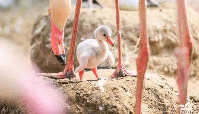 &Uacute;jabb kis flaming&oacute; kelt ki a Veszpr&eacute;mi &Aacute;llatkertben