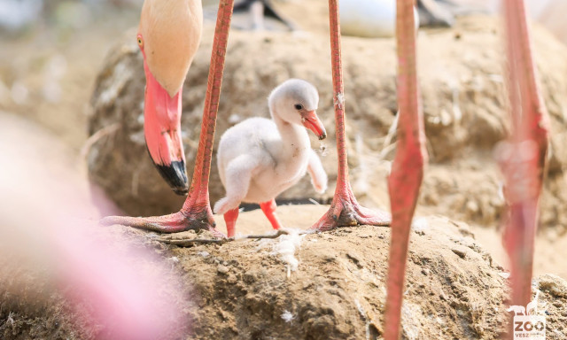&Uacute;jabb kis flaming&oacute; kelt ki a Veszpr&eacute;mi &Aacute;llatkertben