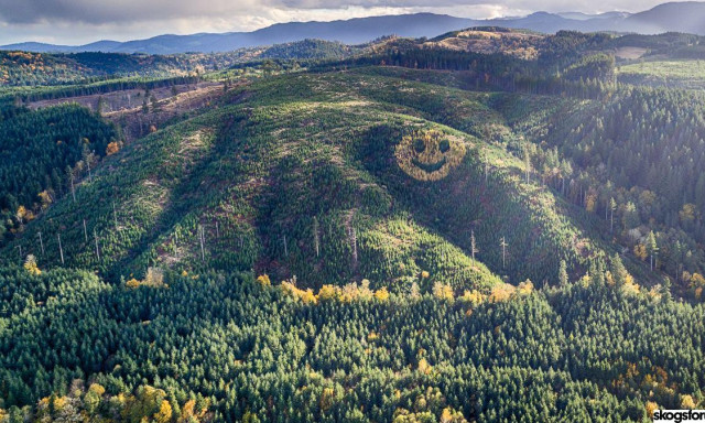 Ez az &oacute;ri&aacute;si fenyő smiley vir&iacute;t az oregoni domboldalban - VIDE&Oacute;