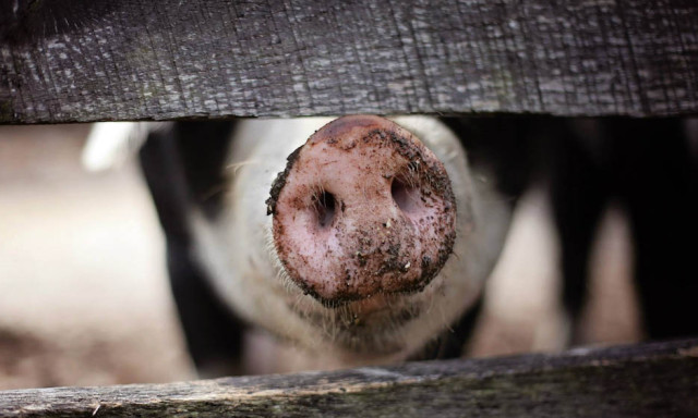 Elloptak egy k&eacute;tsz&aacute;z kil&oacute;s diszn&oacute;t szilveszterkor, majd kocsival hazavitt&eacute;k &eacute;s lev&aacute;gt&aacute;k